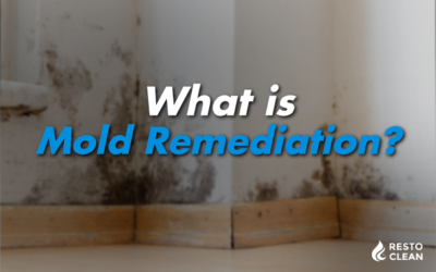 What is Mold Remediation?