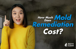 How Much Does Mold Remediation Cost?