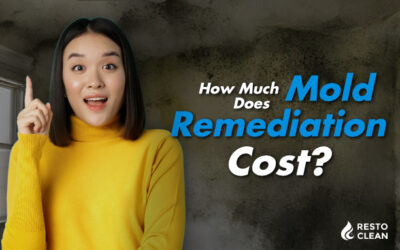 How Much Does Mold Remediation Cost?